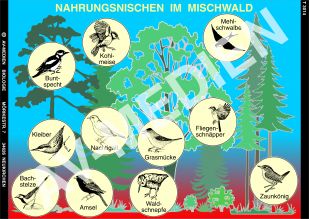 Nahrungsnischen im Mischwald