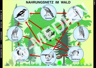 Nahrungsnetz im Wald