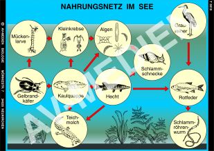 Nahrungsnetz im See