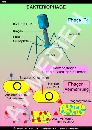 Bakteriophage