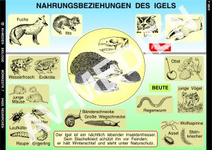 Nahrungsbeziehungen des Igels