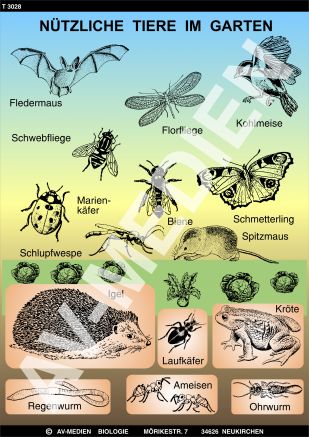 Nützliche Tiere im Garten