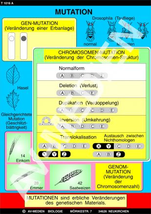 Mutation - Modifikation