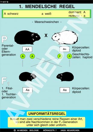 1. Mendelsche Regel: Uniformitätsgesetz