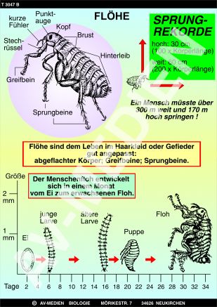 Flöhe