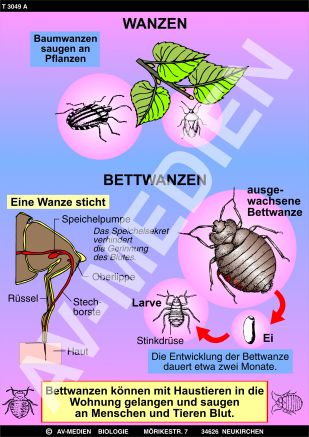 Wanzen - Milben - Zecken
