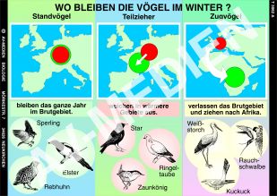 Wo bleiben die Vögel im Winter?