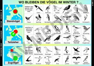 Wo bleiben die Vögel im Winter?