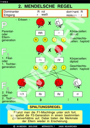 2. Mendelsche Regel: Spaltungsgesetz