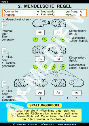 2. Mendelsche Regel: Spaltungsgesetz