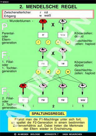 2. Mendelsche Regel: Spaltungsgesetz
