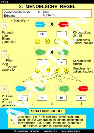 2. Mendelsche Regel: Spaltungsgesetz