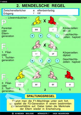 2. Mendelsche Regel: Spaltungsgesetz