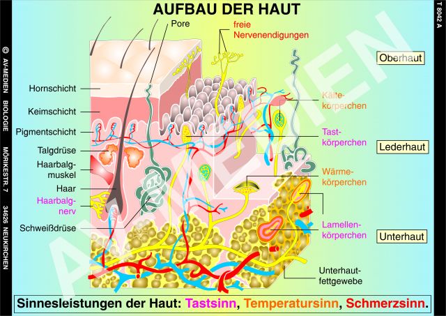 Arbeitsblatt Aufbau Der Haut Arbeitsblatt Lösung Ostern Beschriften