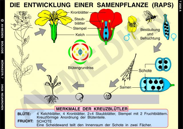 48+ Gemüsepflanze Kreuzblütler 4 Buchstaben, Weitere in frage