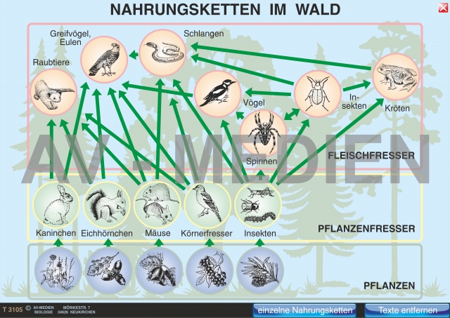 Nahrungsnetz Bio 2 Multimediagrafik Nahrungsnetz Bio 2 Multimediagrafik