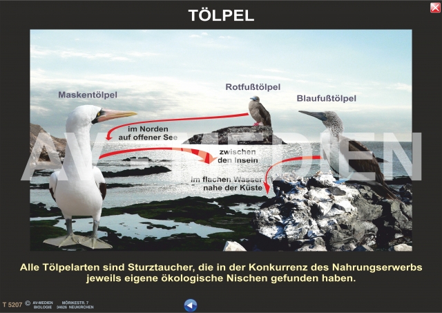 Ökologische was nischen sind Ökologische Nische