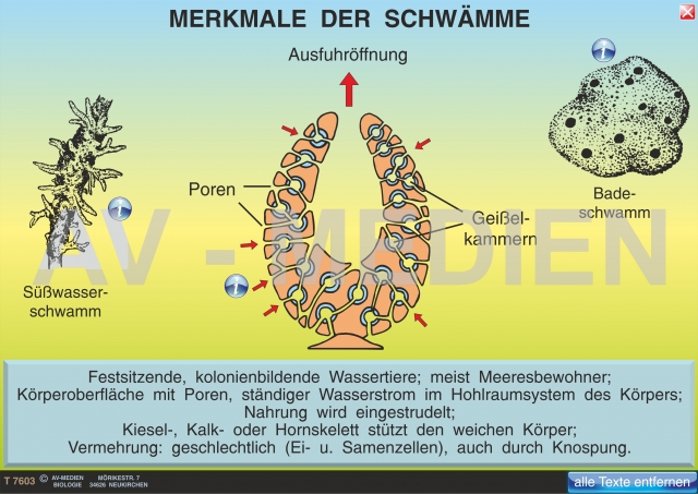 Merkmale Der Schwamme Av Medien Onlineshop