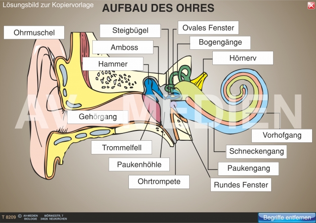 Der Aufbau Des Ohres Av Medien Onlineshop