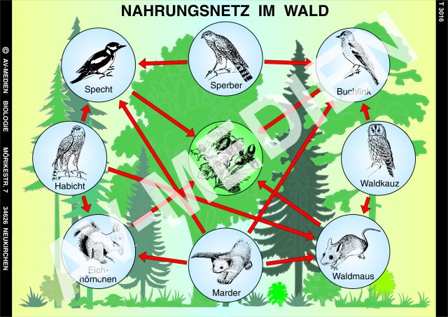 Nahrungsnetz Bio 2 Multimediagrafik Nahrungsnetz Bio 2 Multimediagrafik
